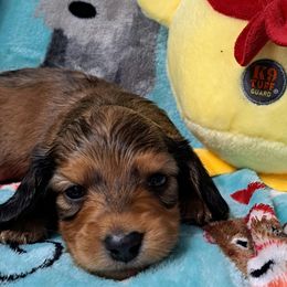 Boy 2 - Black and cream male Dachshund puppy in Franklin, Georgia from Lakeside Kennels of Franklin