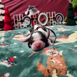 Candycane - Liver white and tan female English Springer Spaniel puppy in Westover, Maryland from Sterling's springer Haven