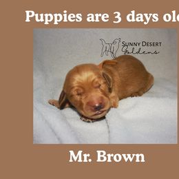 Mr. Brown - Golden male Golden Retriever puppy in Edgewood, New Mexico from Sunny Desert Goldens