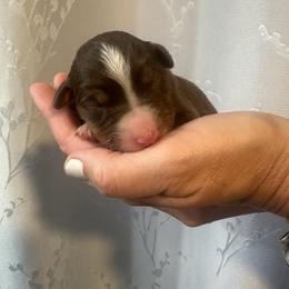 Poppy - Red tri-color female Australian Shepherd puppy in Hemet, California from Perfect Companion Aussie's