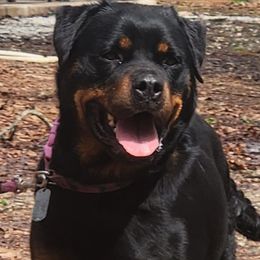 Binah - Rottweiler