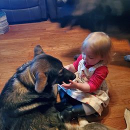 Shiloh Shepherd Puppies from Strauss Haus Shepherds