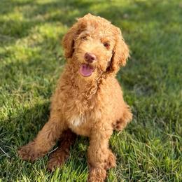 Pixie - Apricot female Goldendoodle puppy in Mount Pleasant, Tennessee from Doodle My Heart