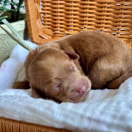 Mint - Red  female Goldendoodle puppy in Hesperia, Michigan from Red Acres Poodles & Doodles
