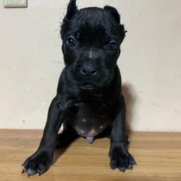 Brutale - Black male Cane Corso puppy in Houston, Texas from Mortaio Cane Corso