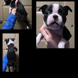 Girl 7 - Black and white female Boston Terrier puppy in Denver, Colorado from Diamonds In The Ruff Boston Terriers