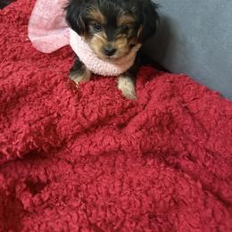 Morkie Puppies from Georgias Finest Puppies