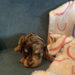 Venus - Chocolate and tan female Dachshund puppy in Hudson, Michigan from Mittentail Kennel Miniature Dachshunds & Australian Shepherds