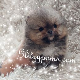 Pomeranian Puppies from Glitzypoms