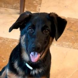 Pearl - Black and red female German Shepherd puppy in Anaheim, California from Hanan's German Shepherds