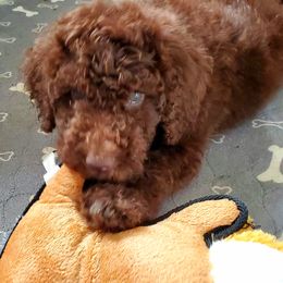 Australian Labradoodle and Poodle Puppies from Oodles of Doodles and some Poodles