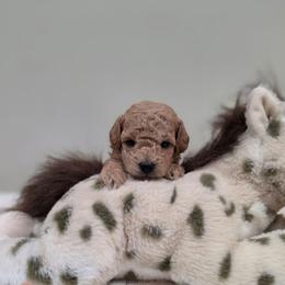 Honey (AKC) - Apricot female Poodle puppy in Rainbow City, Alabama from Spinks Poodles