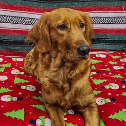 Sally Mae - Golden Retriever