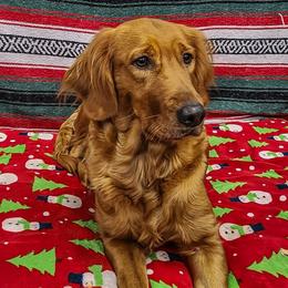 Sally Mae - Golden Retriever