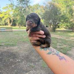 Choc tan female - Chocolate and tan female Dachshund puppy in Lufkin, Texas from Dixie Chic Frenchies & Dachshunds