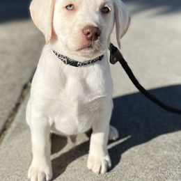 Labrador Retriever Puppies from Lacey’s Labradors