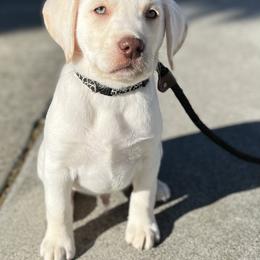 Labrador Retriever Puppies from Lacey’s Labradors