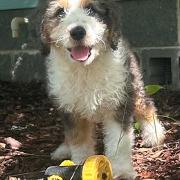 Green collar - Blue merle male Aussiedoodle puppy in Melrose, Florida from Howdilly Doodley