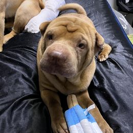 Rolly - Chinese Shar-Pei