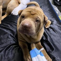 Rolly - Chinese Shar-Pei