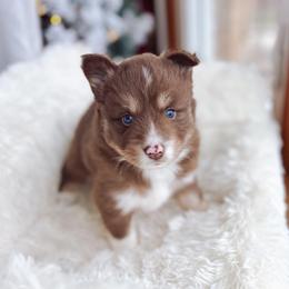 Linguine - Chocolate male Pomsky puppy in Cleveland, Ohio from Lake Point Pomskies