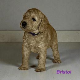 Bristol - Apricot female Goldendoodle puppy in Sanderson, Florida from Serenity Goldendoodles