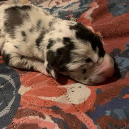 Clarabelle - Harlequin female Great Dane puppy in Somerset, Ohio from Quarter Creek Danes