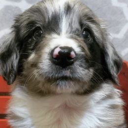 Australian Shepherds, Miniature Australian Shepherds, and Toy Australian Shepherds from Twisted C Aussies