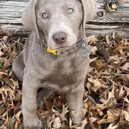 Dilute Retrievers from Silver Bullet Retrievers