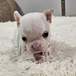 Teal Collar Girl - Seal and white female Boston Terrier puppy in Long Lane, Missouri from Tellier's AKC Boston Terriers Missouri