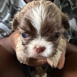 Girl 1 - Brindle and white female Shih Tzu puppy in Florida from Shih tzus and Shorkies Galore