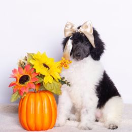 Chloe - Parti female Poodle puppy in Meadowbrook, California from Standard Poodle Pups
