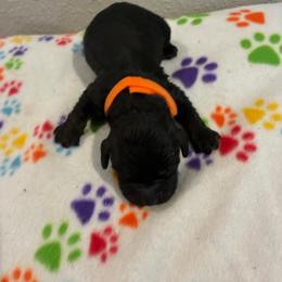 Gus - Black male Cockapoo puppy in Brookings, South Dakota from Hofer Pups