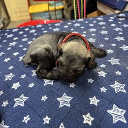 Rhett - Salt and pepper male Miniature Schnauzer puppy in Comanche, Texas from Circle R Sidney