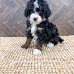 Andy - Tri-color male Bernedoodle puppy in Beresford, South Dakota from DAKOTA DOOD RANCH