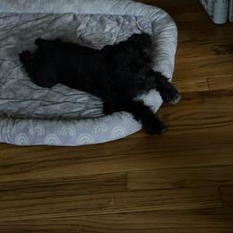 Miniature Schnauzer Puppies from Cape Cod Miniature Schanauzer