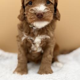 Light Green - Red female Australian Labradoodle puppy in Antelope, California from Adorable Labradoodle