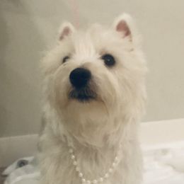 Scarlett - West Highland White Terrier