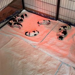 English Springer Spaniel Puppies from Ladybug English Springers