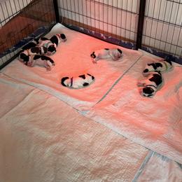 English Springer Spaniel Puppies from Ladybug English Springers