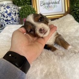 Australian Mountain Doodle and Bernedoodle Puppies from Boxwood Doodles