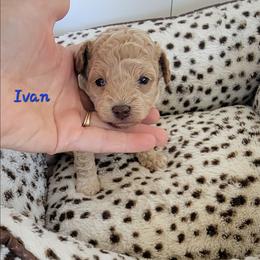 Ivan - Red  male Poodle puppy in Montrose, Pennsylvania from Tales Of Joy