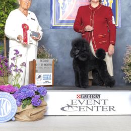 Pomeranians and Poodles from Poodles & Pomeranians of Manila