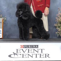 Pomeranians and Poodles from Poodles & Pomeranians of Manila