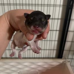 Otto - Parti male Miniature Schnauzer puppy in Happyland, Oklahoma from Fraizer Farms