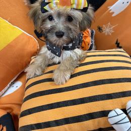 Molly F Morkie - Gold female Morkie puppy in Silverhill, Alabama from Malteseuluv’s Tiny Treasurers