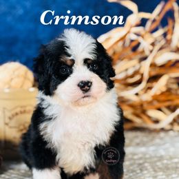 Crimson (red boy) - Tri-color male Bernedoodle puppy in Waukesha, Wisconsin from Bernedoodle Boutique (and Cavapoos)