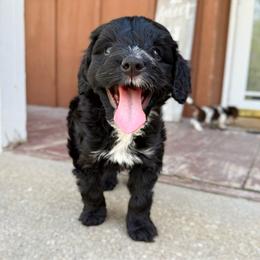Lucy 1800 - Black female Bernedoodle puppy in Wamego, Kansas from Doodles of Oz