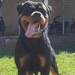 Imported - Rottweiler