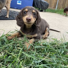 Dachshund Puppies from Jess’s Dachshunds